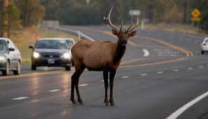 Tips to avoid hitting wildlife while driving B.C. highways